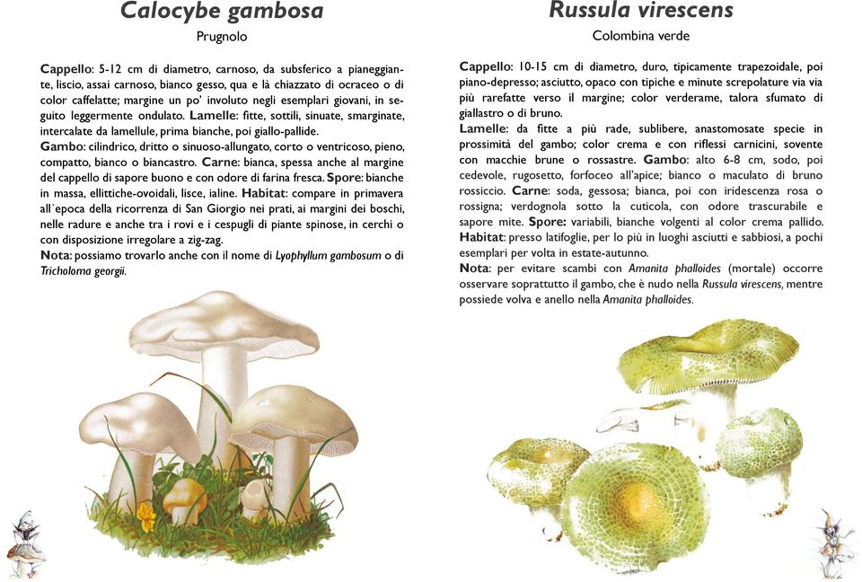 Gambo: cilindrico, dritto o sinuoso-allungato, corto o ventricoso, pieno, compatto, bianco o biancastro.