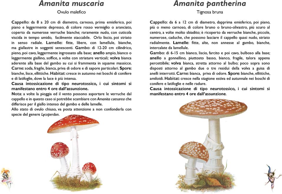 Lamelle: fitte, libere, con lamellule, bianche, ma giallastre in soggetti senescenti.