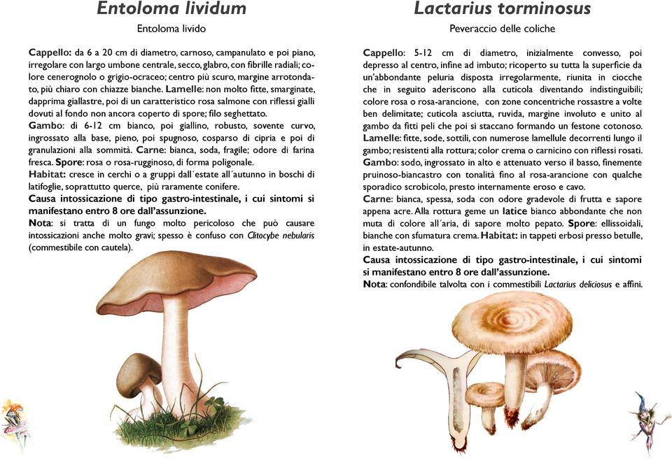 Lamelle: non molto fitte, smarginate, dapprima giallastre, poi di un caratteristico rosa salmone con riflessi gialli dovuti al fondo non ancora coperto di spore; filo seghettato.