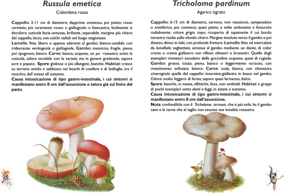 Lamelle: fitte, libere o appena aderenti al gambo; bianco-candide con iridescenze verdognole o giallognole. Gambo: massiccio, fragile, pieno, poi spugnoso, bianco.