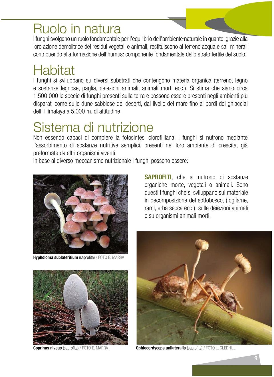 Habitat I funghi si sviluppano su diversi substrati che contengono materia organica (terreno, legno e sostanze legnose, paglia, deiezioni animali, animali morti ecc.). Si stima che siano circa 1.500.