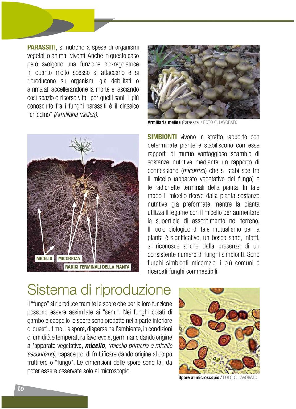 spazio e risorse vitali per quelli sani. Il più conosciuto fra i funghi parassiti è il classico chiodino (Armillaria mellea). Armillaria mellea (Parassita) / Foto C.