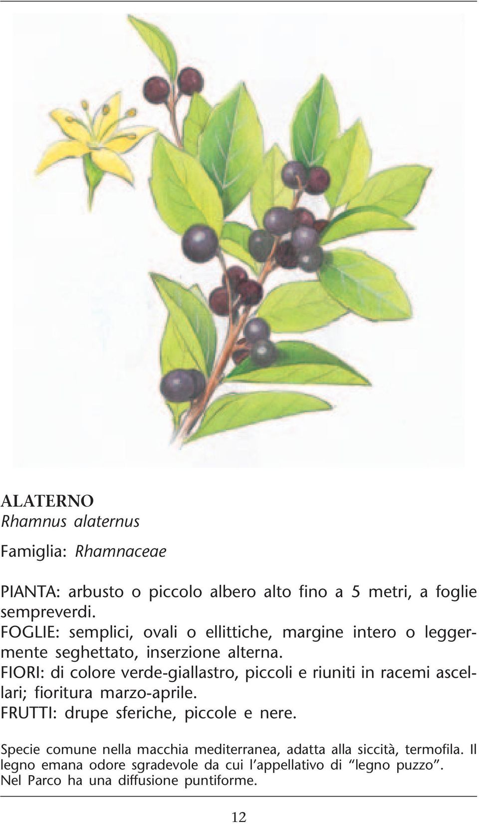 FIORI: di colore verde-giallastro, piccoli e riuniti in racemi ascellari; fioritura marzo-aprile. FRUTTI: drupe sferiche, piccole e nere.