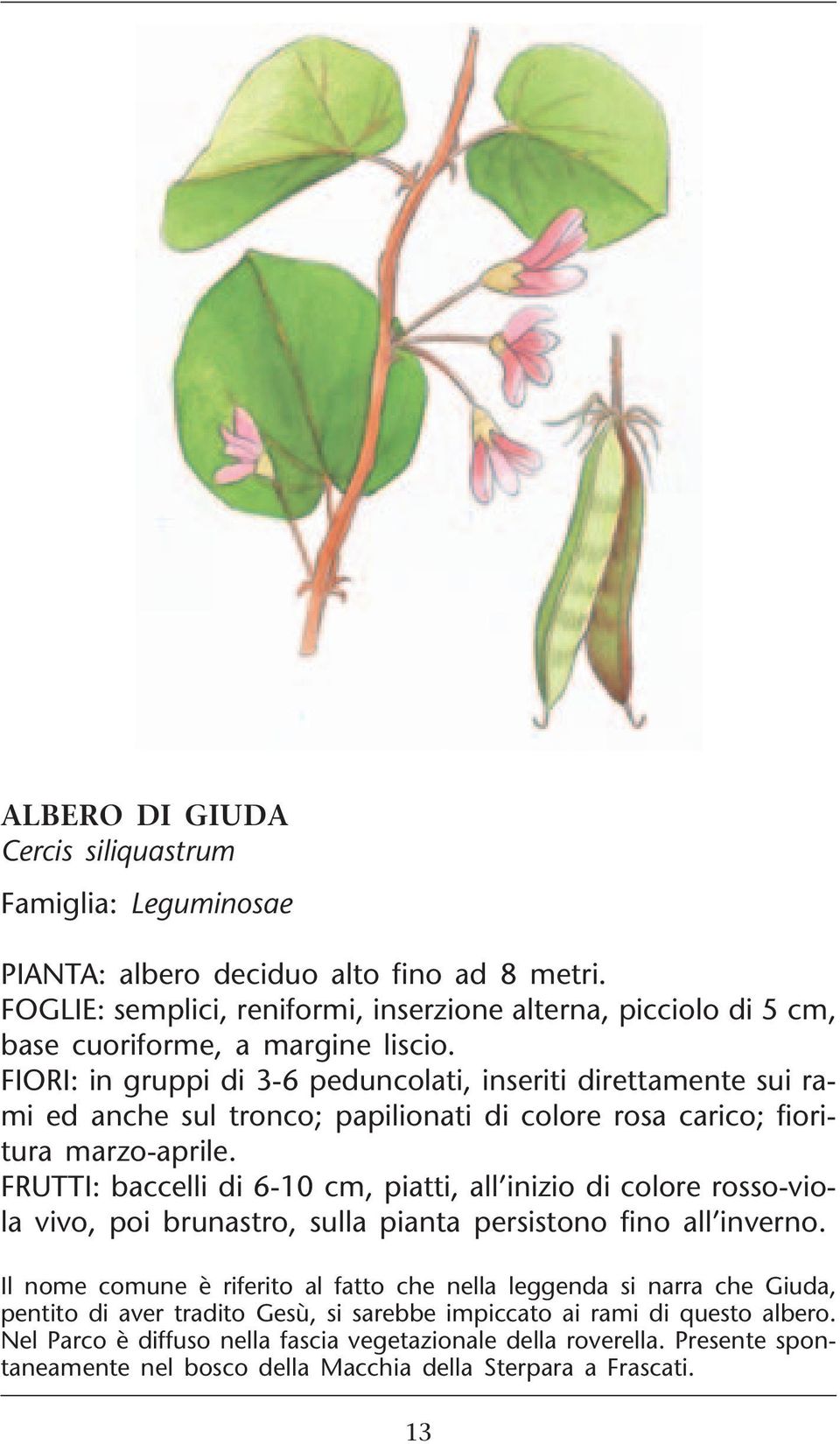 FIORI: in gruppi di 3-6 peduncolati, inseriti direttamente sui rami ed anche sul tronco; papilionati di colore rosa carico; fioritura marzo-aprile.