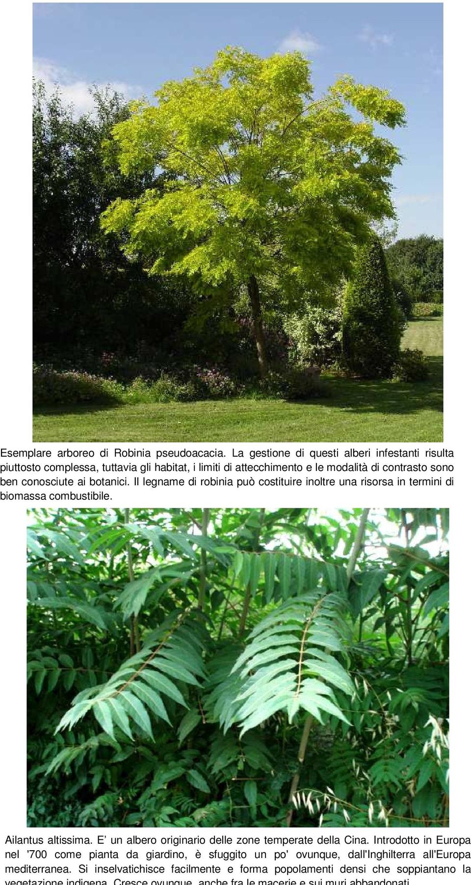 botanici. Il legname di robinia può costituire inoltre una risorsa in termini di biomassa combustibile. Ailantus altissima.