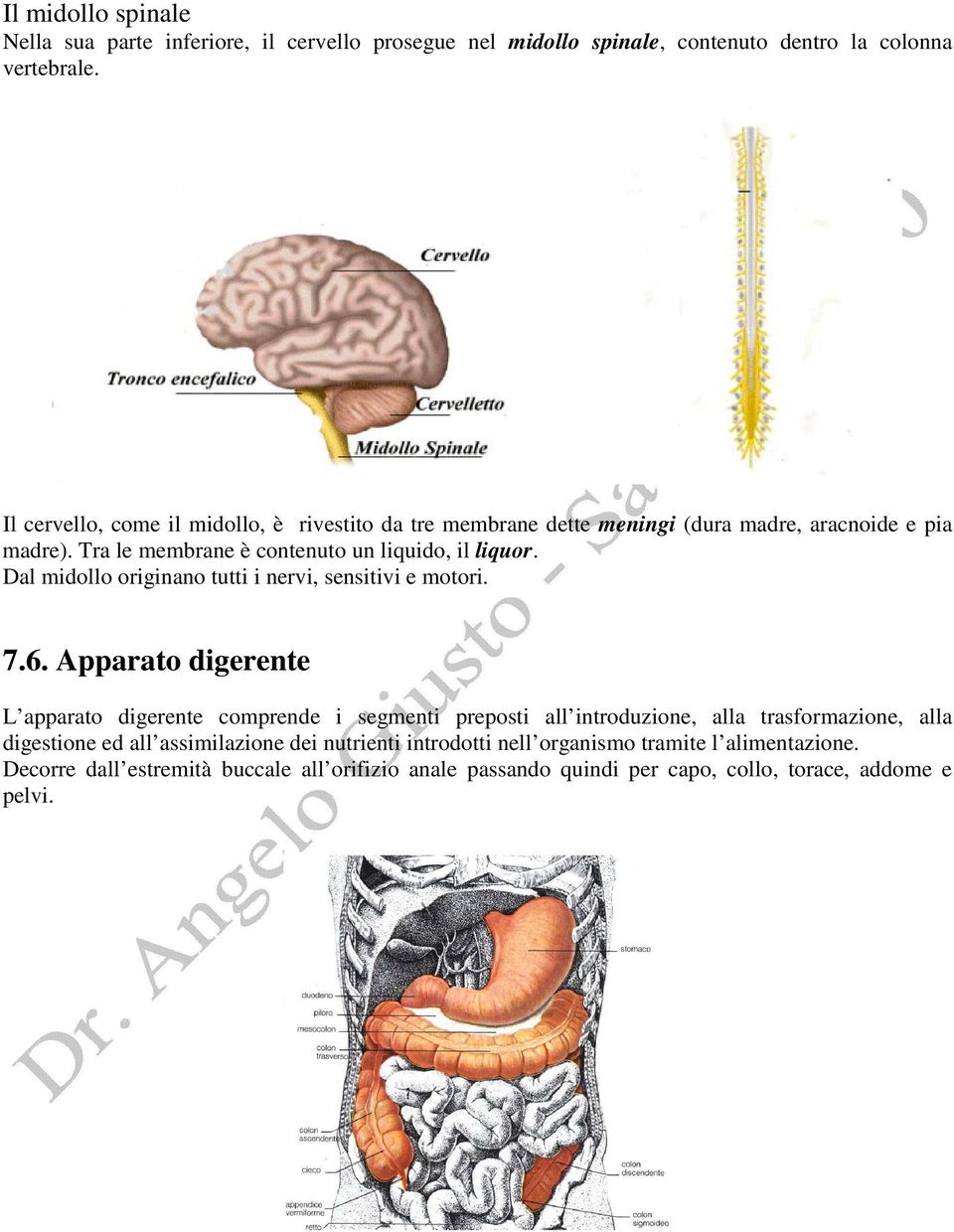 Dal midollo originano tutti i nervi, sensitivi e motori. 7.6.