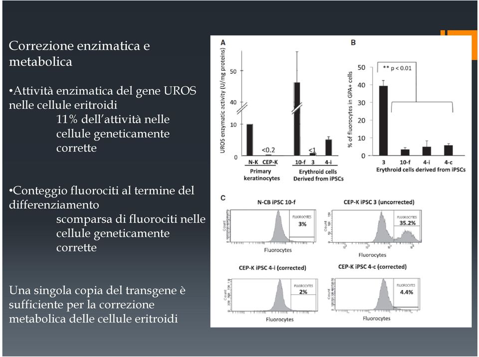 termine del differenziamento scomparsa di fluorociti nelle cellule geneticamente corrette