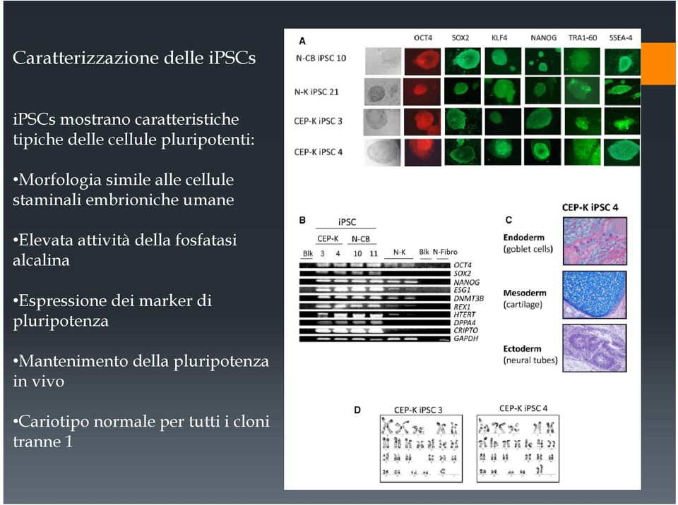 Elevata attività della fosfatasi alcalina Espressione dei marker di pluripotenza