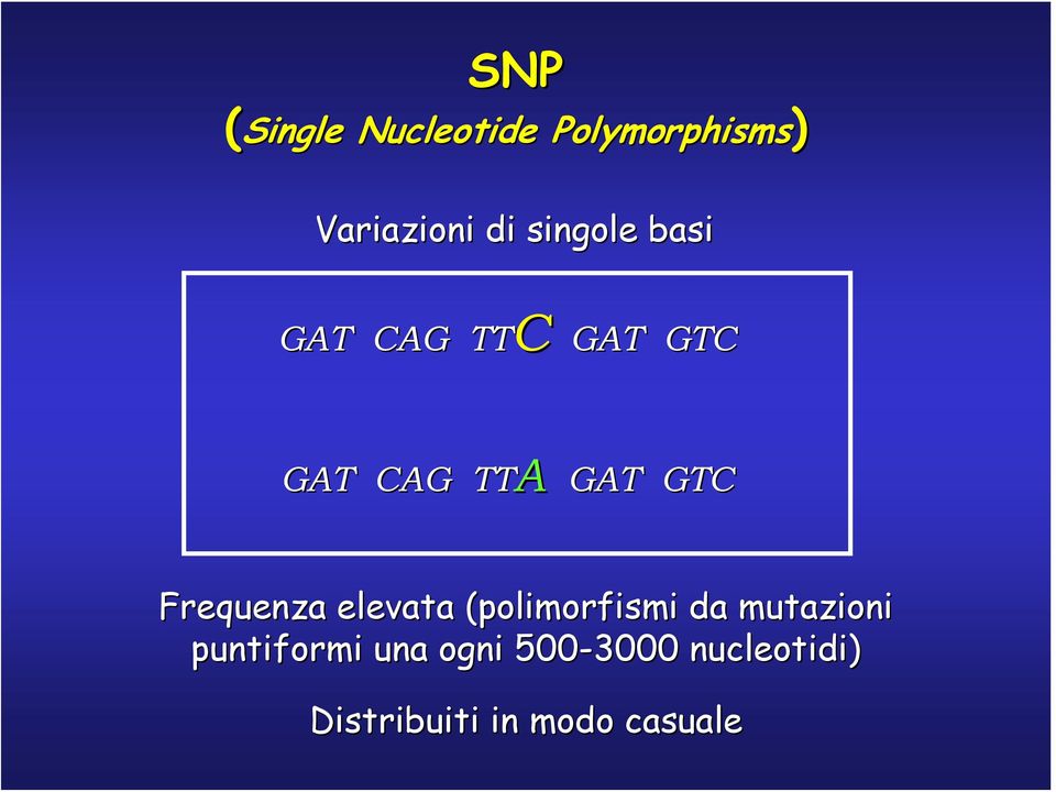 Frequenza elevata (polimorfismi da mutazioni puntiformi