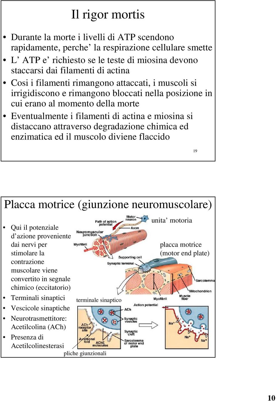 attraverso degradazione chimica ed enzimatica ed il muscolo diviene flaccido 19 Placca motrice (giunzione neuromuscolare) Qui il potenziale d azione proveniente dai nervi per stimolare la contrazione