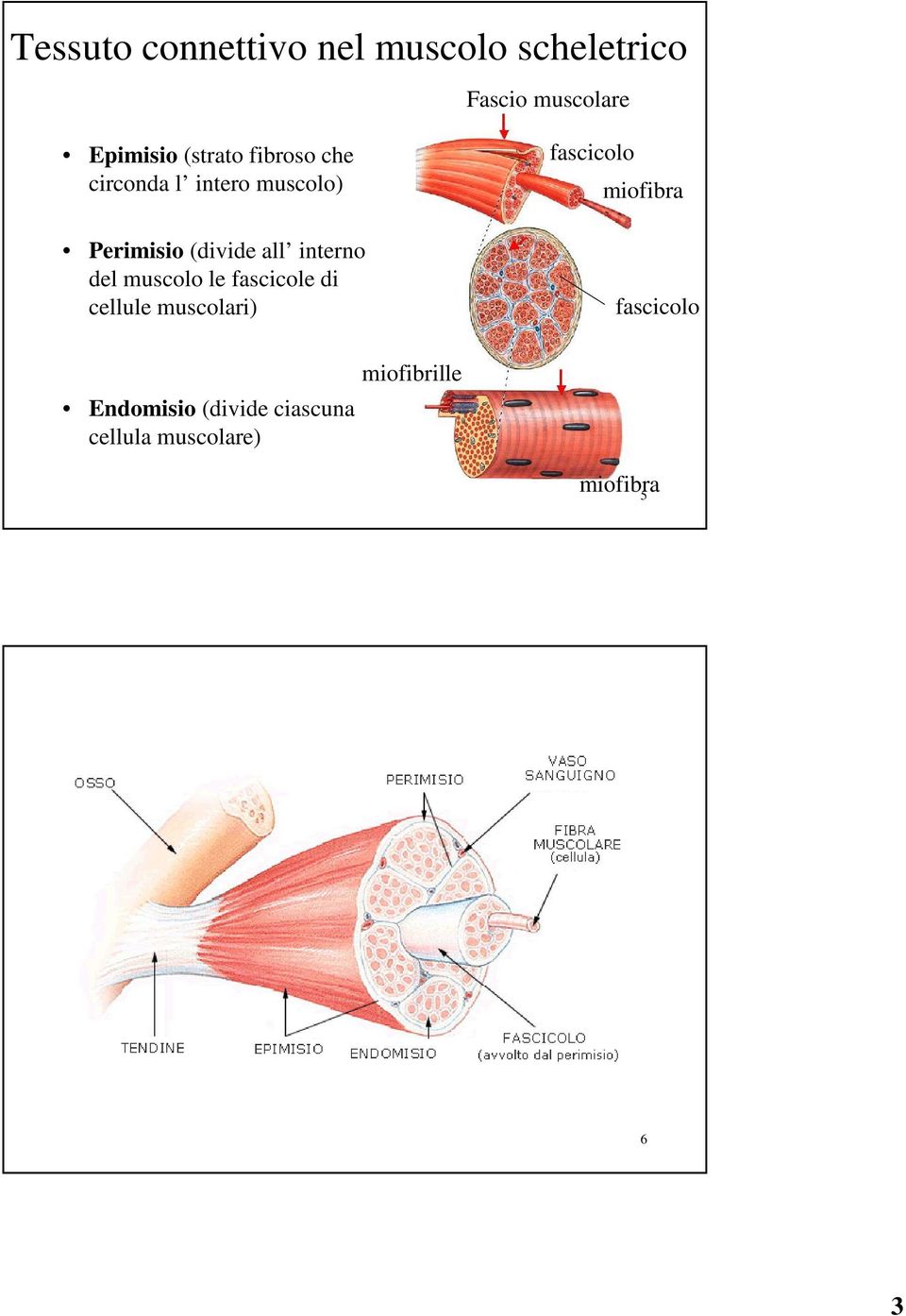 interno del muscolo le fascicole di cellule muscolari) fascicolo miofibra