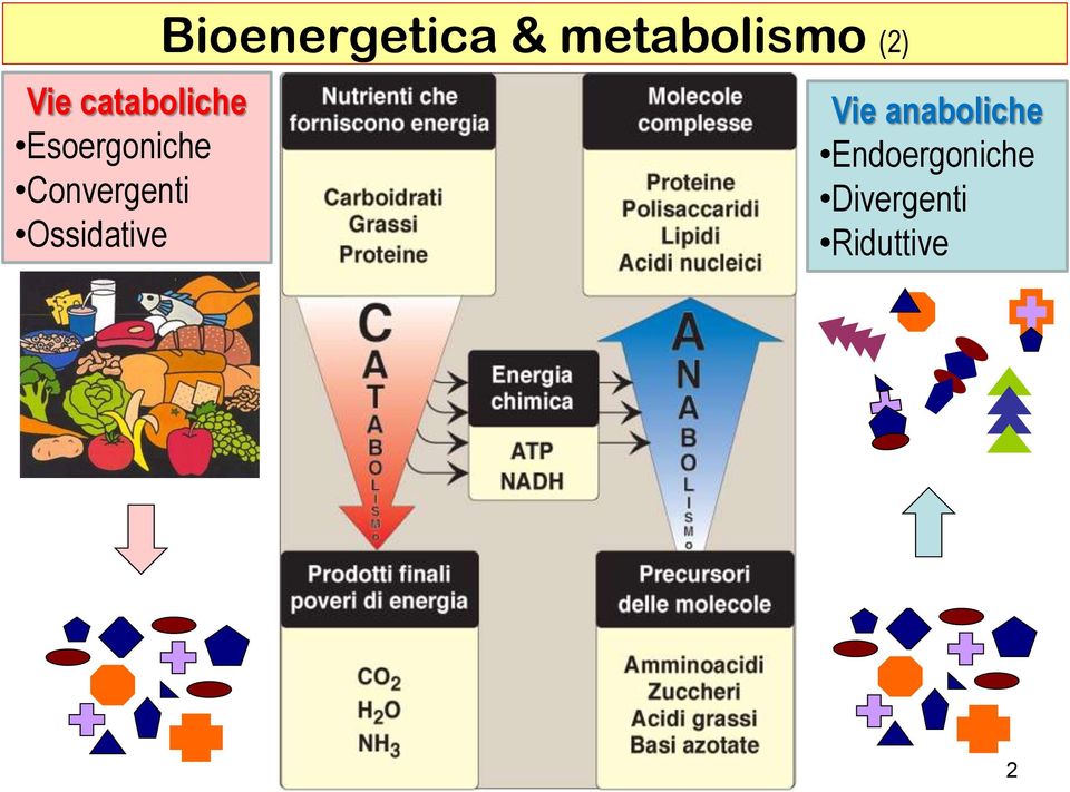 Bioenergetica & metabolismo (2)