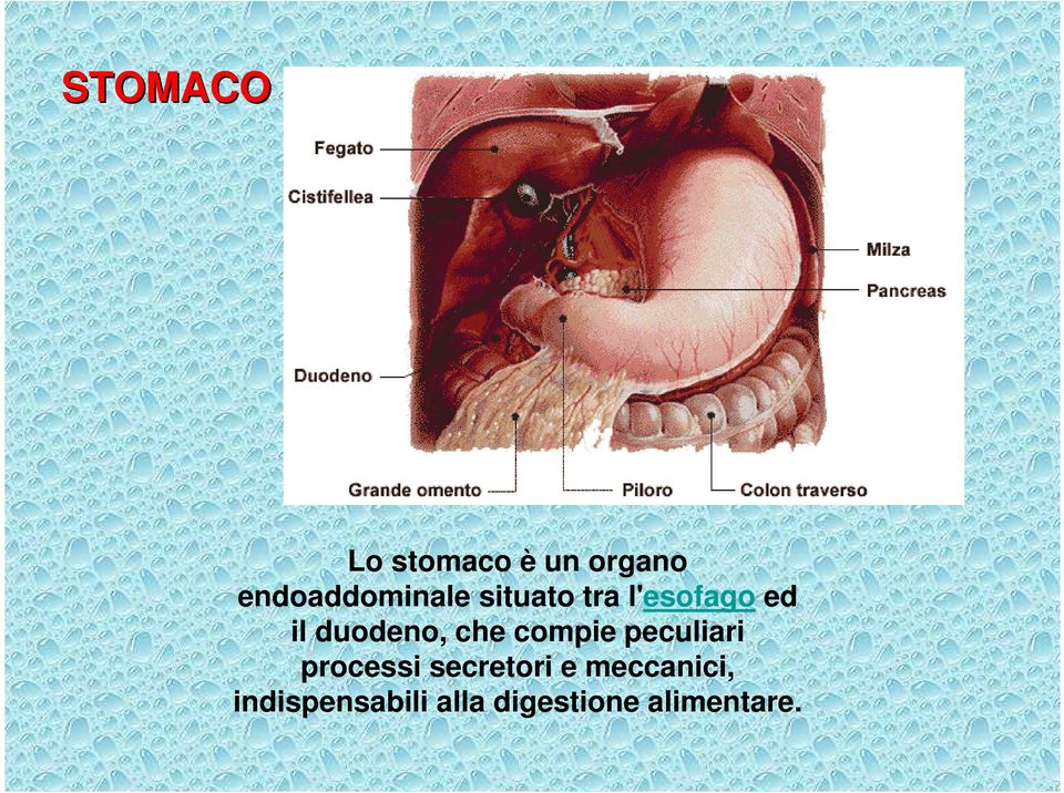 duodeno, che compie peculiari processi