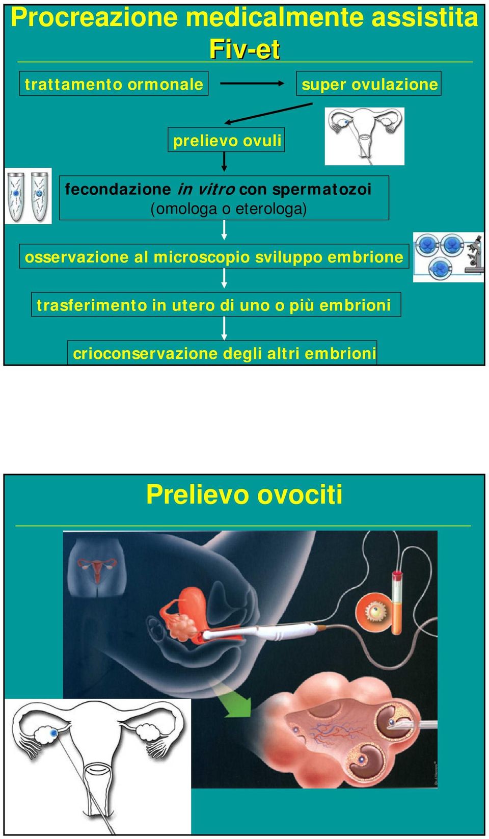 eterologa) osservazione al microscopio sviluppo embrione trasferimento in