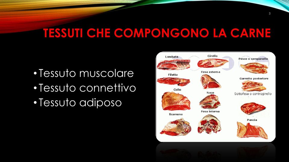 Tessuto muscolare