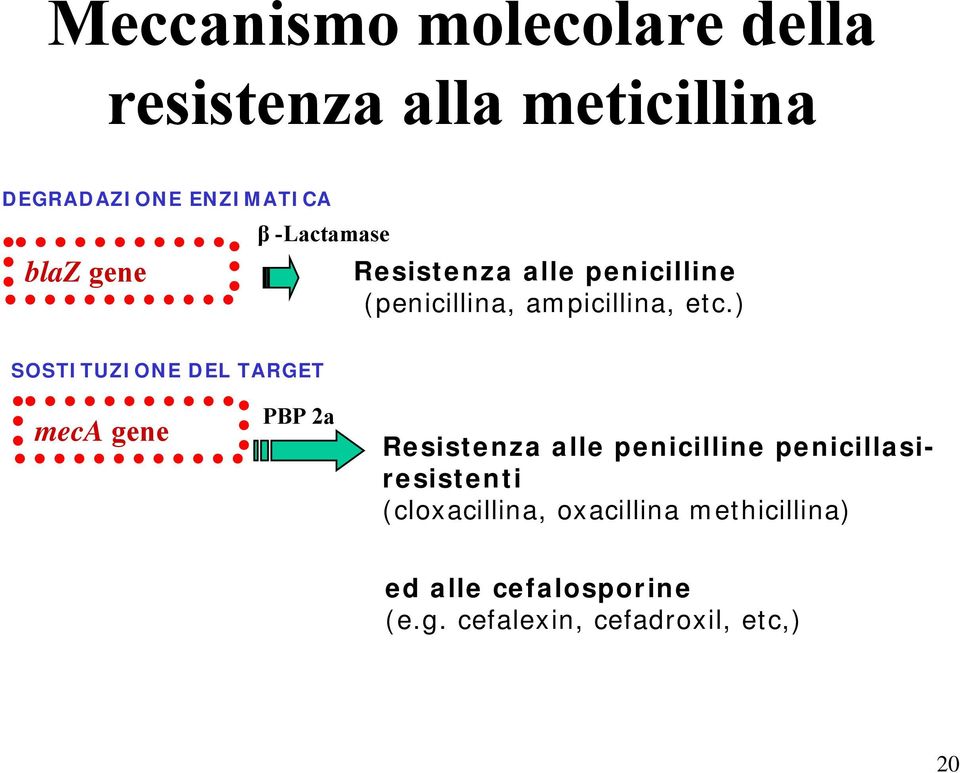) SOSTITUZIONE DEL TARGET meca gene PBP 2a Resistenza alle penicilline