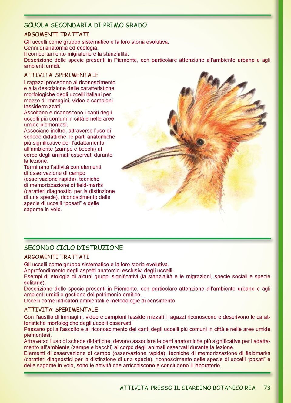 I ragazzi procedono al riconoscimento e alla descrizione delle caratteristiche morfologiche degli uccelli italiani per mezzo di immagini, video e campioni tassidermizzati.