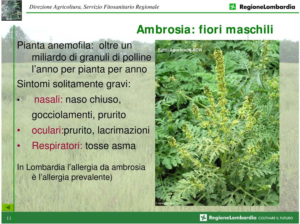 oculari:prurito, lacrimazioni Respiratori: tosse asma In Lombardia l allergia