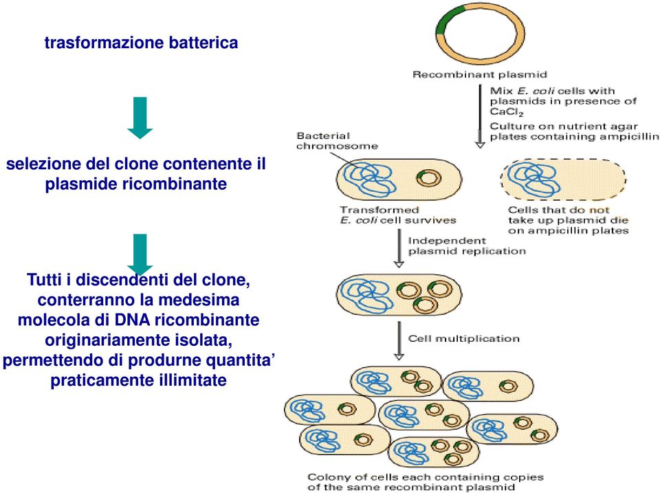 conterranno la medesima molecola di DNA ricombinante