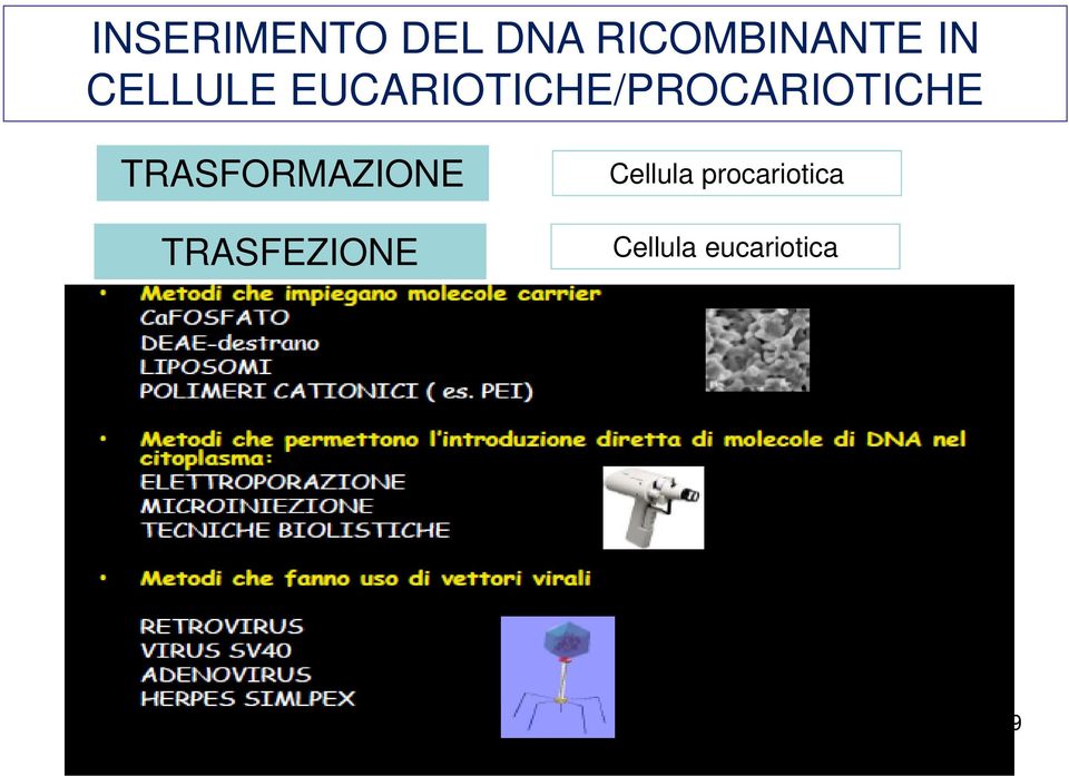 EUCARIOTICHE/PROCARIOTICHE