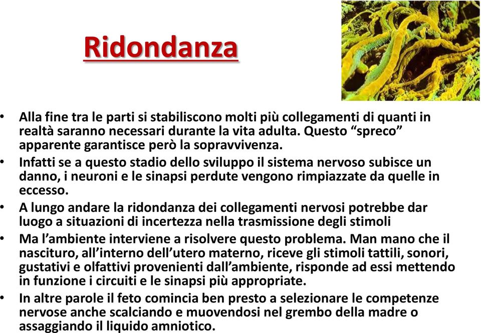 A lungo andare la ridondanza dei collegamenti nervosi potrebbe dar luogo a situazioni di incertezza nella trasmissione degli stimoli Ma l ambiente interviene a risolvere questo problema.