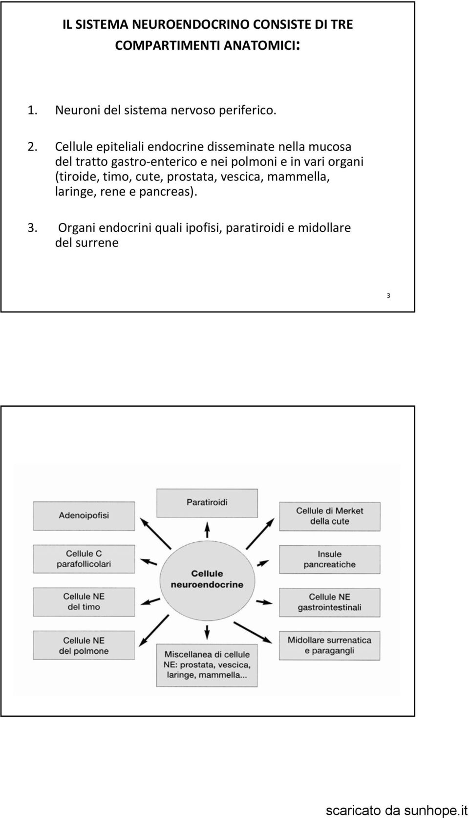 Cellule epiteliali endocrine disseminate nella mucosa del tratto gastro enterico e nei