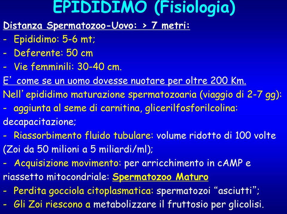 Nell epididimo maturazione spermatozoaria (viaggio di 2-7 gg): - aggiunta al seme di carnitina, glicerilfosforilcolina: decapacitazione; - Riassorbimento