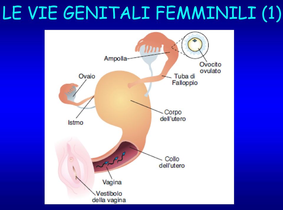 FEMMINILI