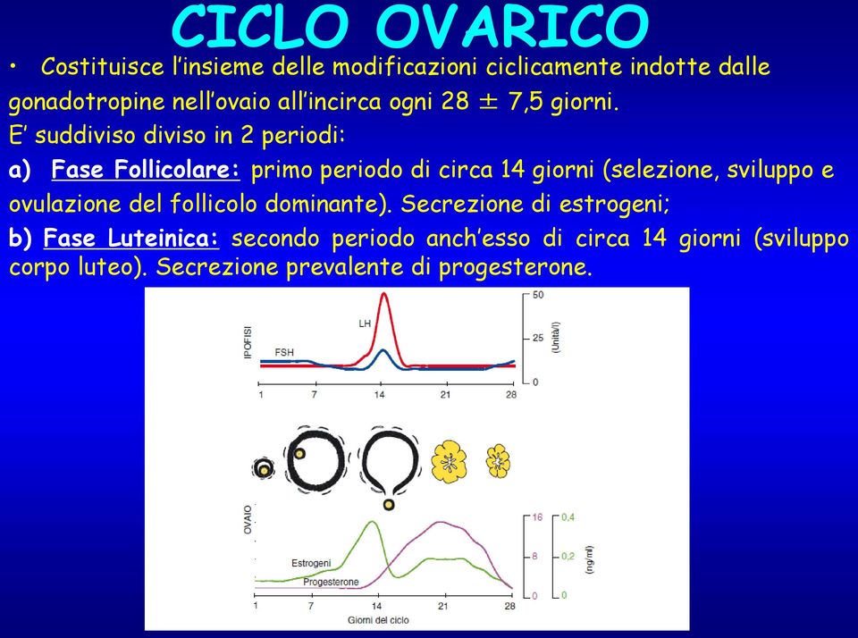 E suddiviso diviso in 2 periodi: a) Fase Follicolare: primo periodo di circa 14 giorni (selezione, sviluppo e