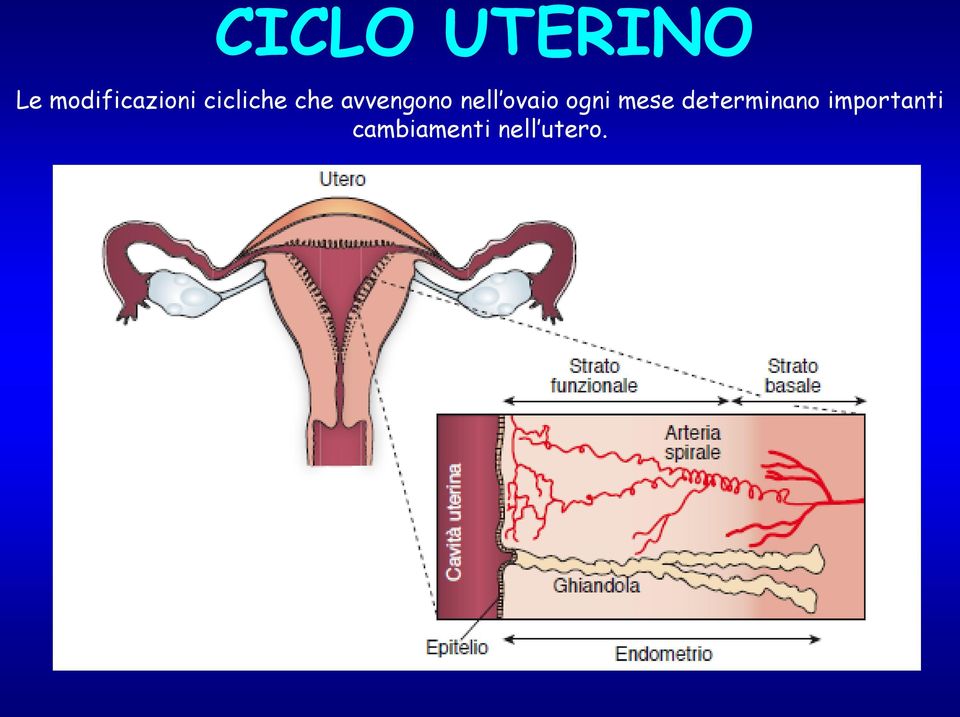 ovaio ogni mese determinano