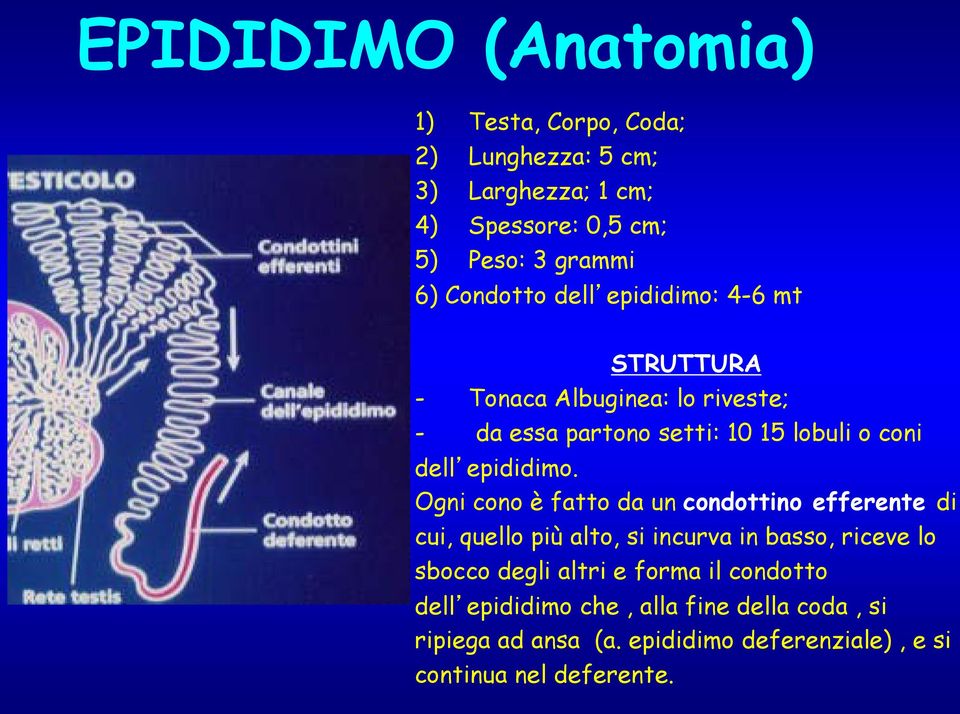 epididimo.