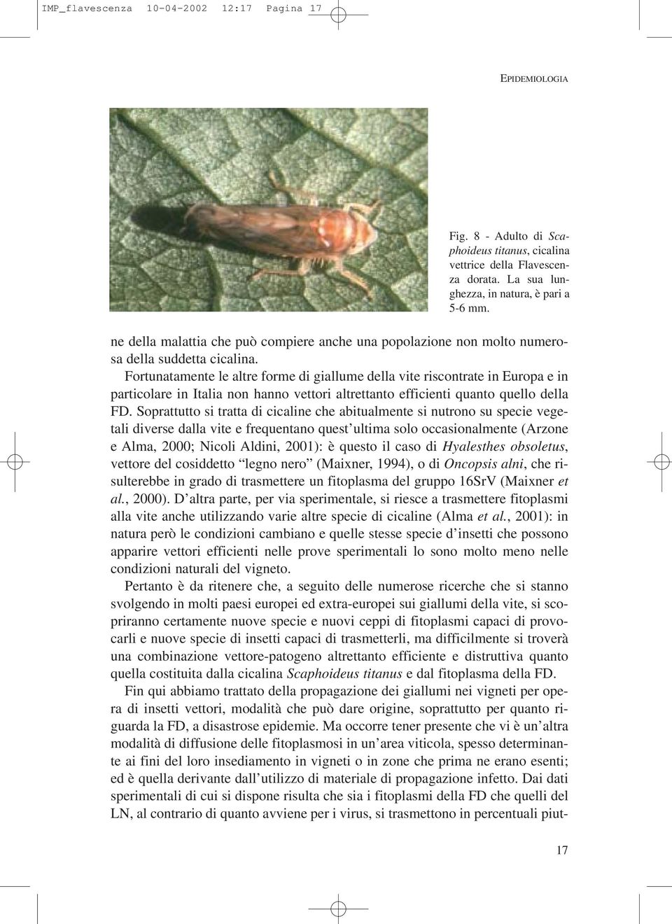 Fortunatamente le altre forme di giallume della vite riscontrate in Europa e in particolare in Italia non hanno vettori altrettanto efficienti quanto quello della FD.