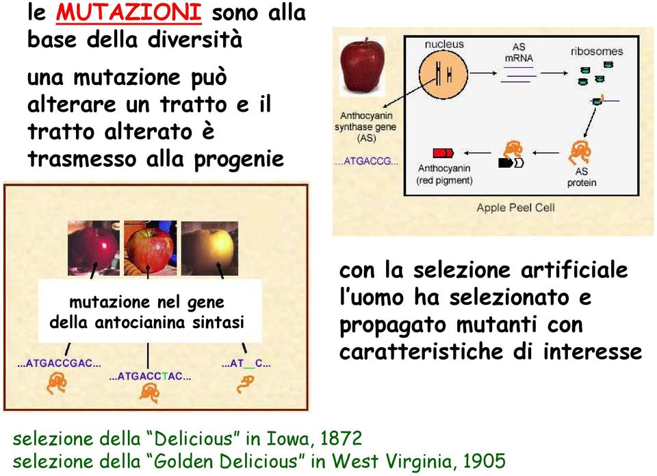 selezione artificiale l uomo ha selezionato e propagato mutanti con caratteristiche di