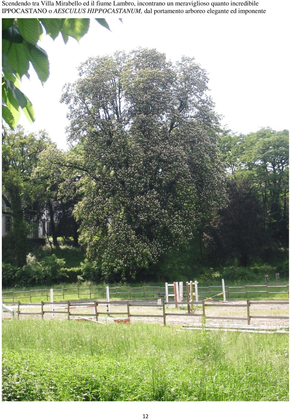 incredibile IPPOCASTANO o AESCULUS