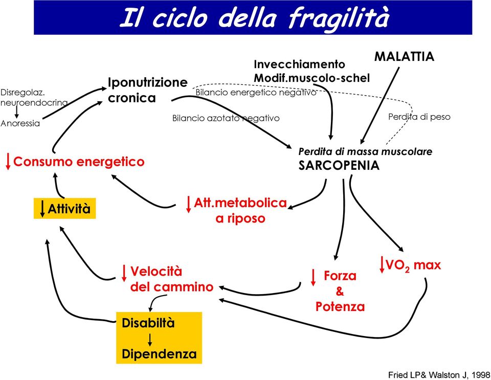 muscolo-schel Bilancio energetico negativo Bilancio azotato negativo MALATTIA Perdita di peso