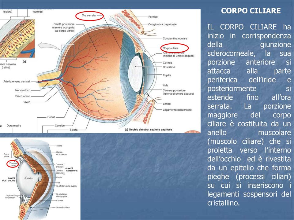 La porzione maggiore del corpo ciliare è costituita da un anello muscolare (muscolo ciliare) che si proietta verso l