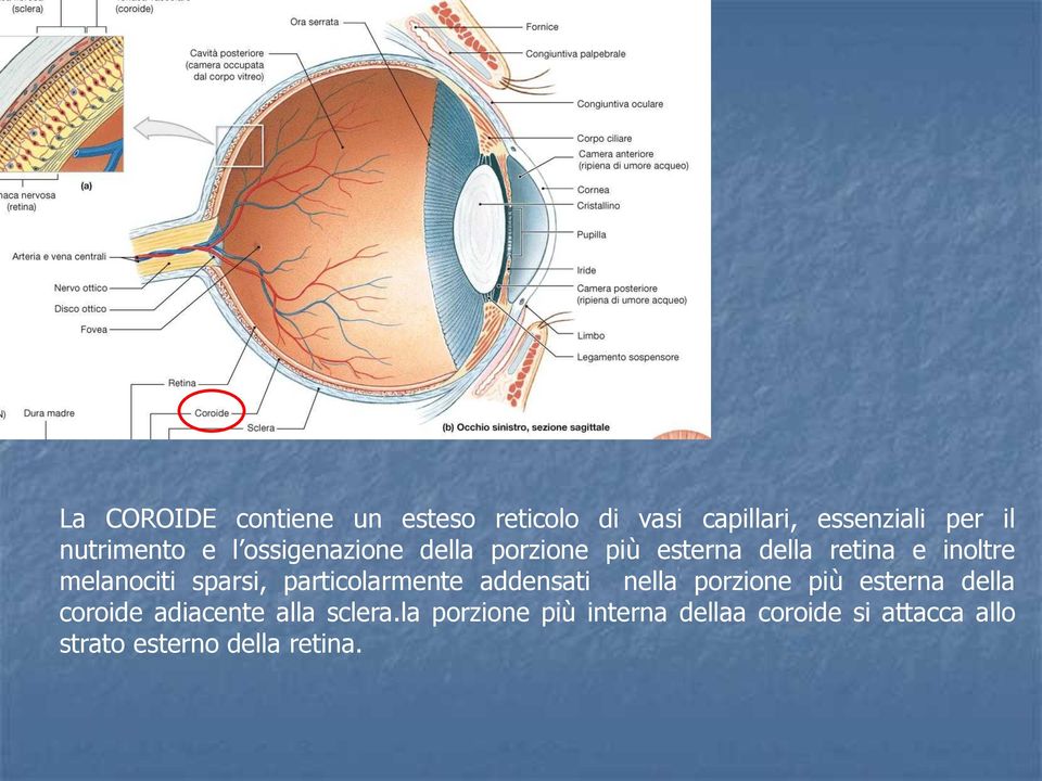 particolarmente addensati nella porzione più esterna della coroide adiacente alla