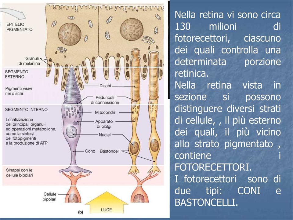 Nella retina vista in sezione si possono distinguere diversi strati di cellule,, il