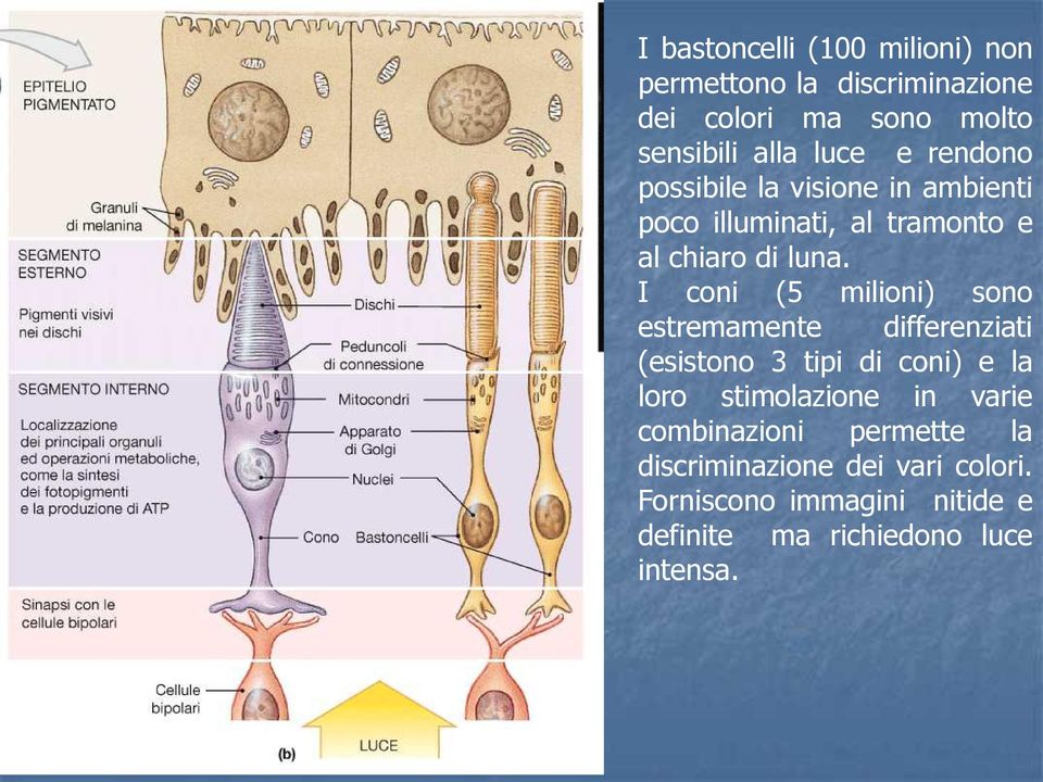 I coni (5 milioni) sono estremamente differenziati (esistono 3 tipi di coni) e la loro stimolazione in