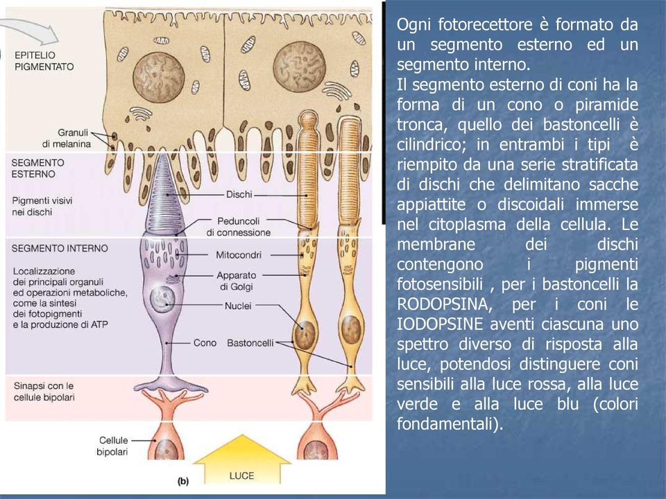 stratificata di dischi che delimitano sacche appiattite o discoidali immerse nel citoplasma della cellula.