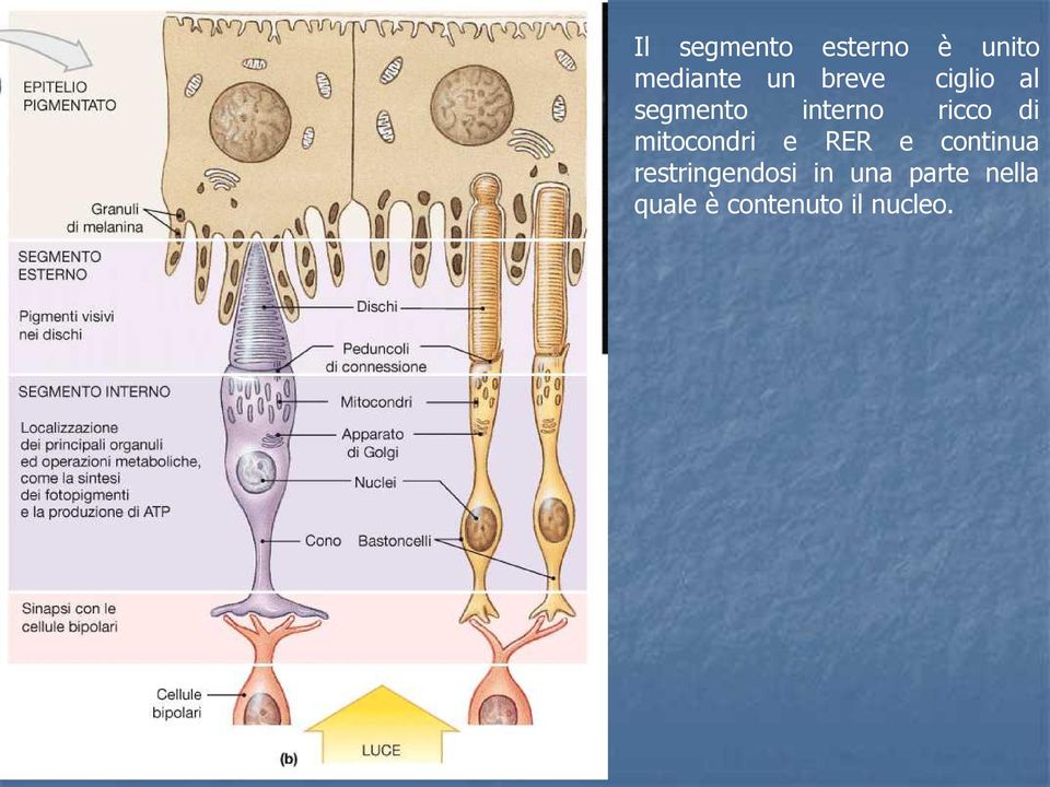 mitocondri e RER e continua restringendosi