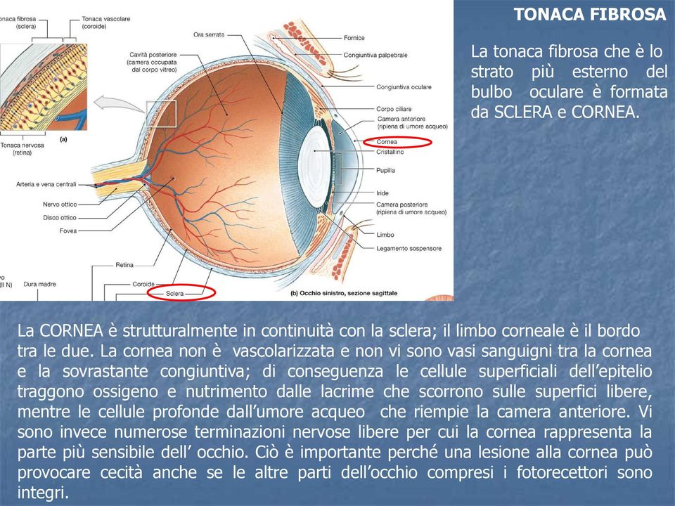 La cornea non è vascolarizzata e non vi sono vasi sanguigni tra la cornea e la sovrastante congiuntiva; di conseguenza le cellule superficiali dell epitelio traggono ossigeno e nutrimento dalle