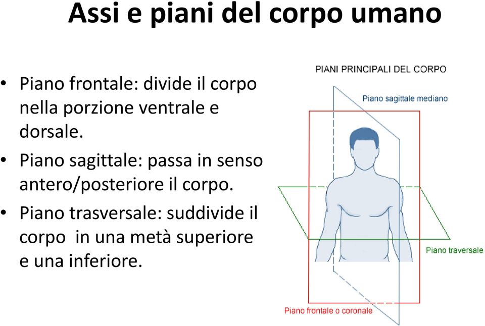 Piano sagittale: passa in senso antero/posteriore il