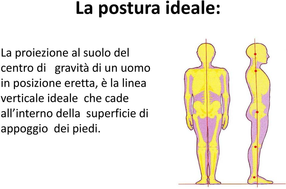 eretta, è la linea verticale ideale che cade