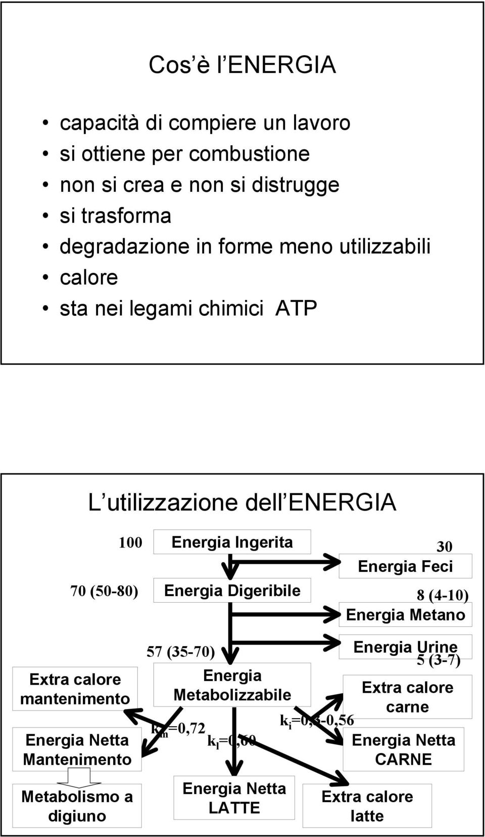 30 Energia Feci 8 (4-10) Energia Metano Extra calore mantenimento Energia Netta Mantenimento Metabolismo a digiuno 57 (35-70) Energia