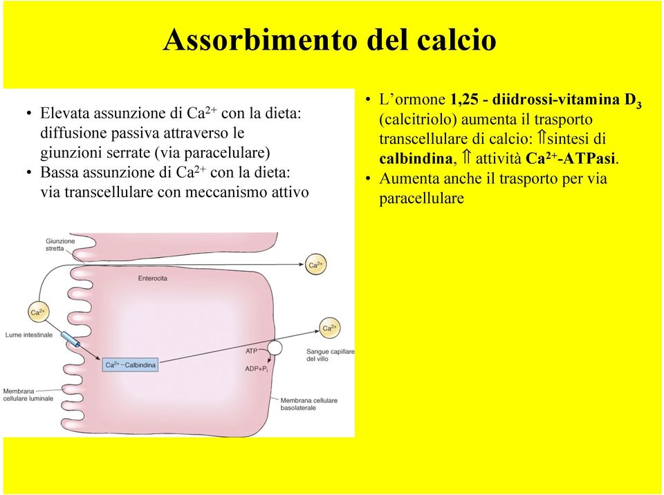 meccanismo attivo L ormone 1,25 - diidrossi-vitamina D 3 (calcitriolo) aumenta il trasporto