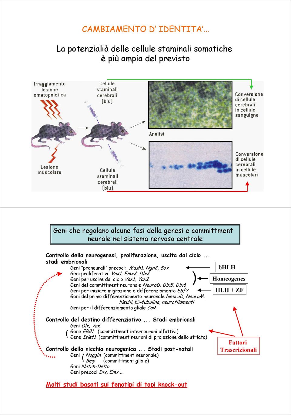 .. stadi embrionali Geni proneurali precoci: Mash1, Ngn2, Sox Geni proliferativi Vax1, Emx2, Dlx2 Geni per uscire dal ciclo Vax1, Vax2 Geni del committment neuronale NeuroD, Dlx5, Dlx6 Geni per