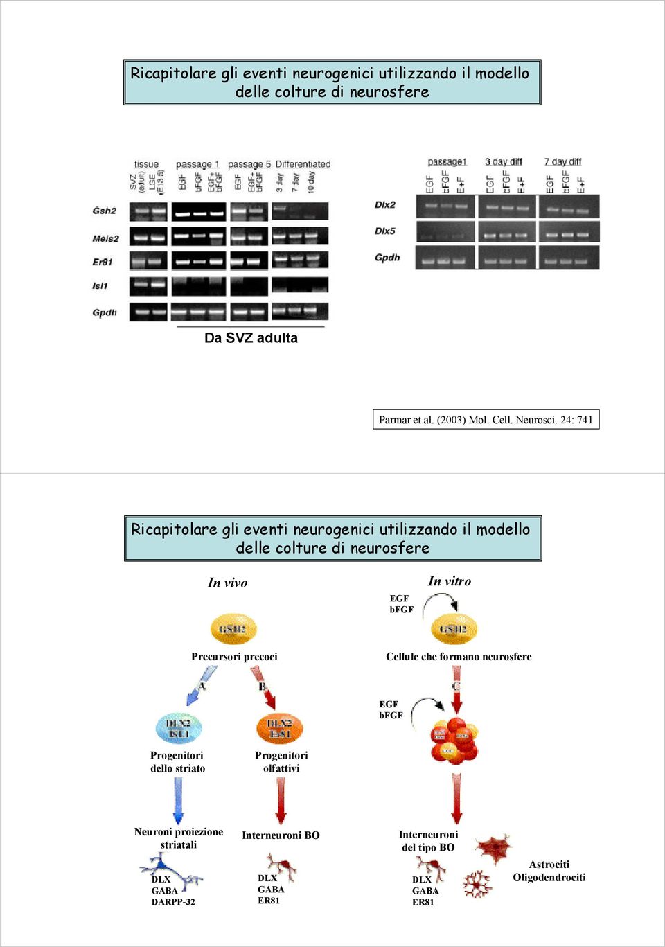 24: 741 Ricapitolare gli eventi neurogenici utilizzando il modello delle colture di neurosfere In vivo EGF bfgf In vitro