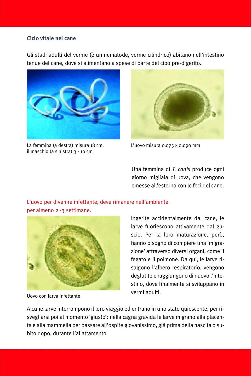 canis produce ogni giorno migliaia di uova, che vengono emesse all esterno con le feci del cane. L uovo per divenire infettante, deve rimanere nell ambiente per almeno 2-3 settimane.