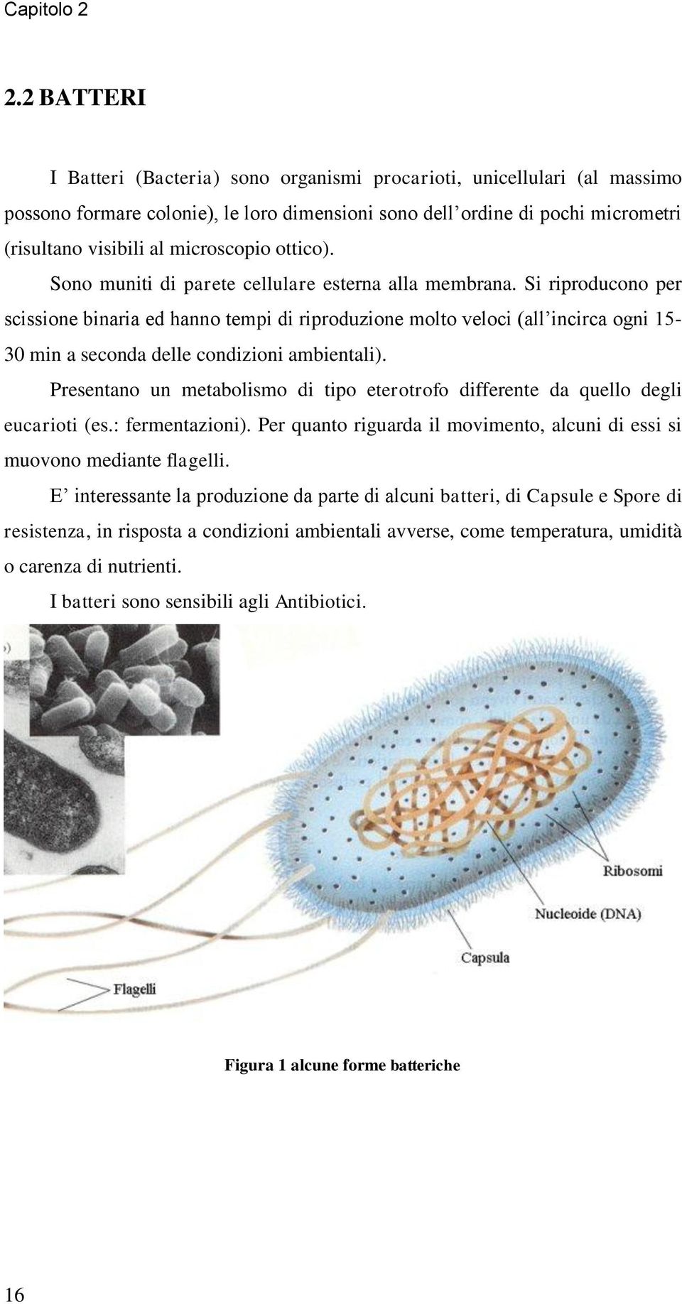 ottico). Sono muniti di parete cellulare esterna alla membrana.